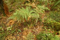 Dicksonia lanata subsp. lanata: mature plant showing fronds arising from a prostrate, underground rhizome.
 Image: L.R. Perrie © Te Papa 2011 CC BY-NC 3.0 NZ